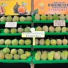 laifa durian